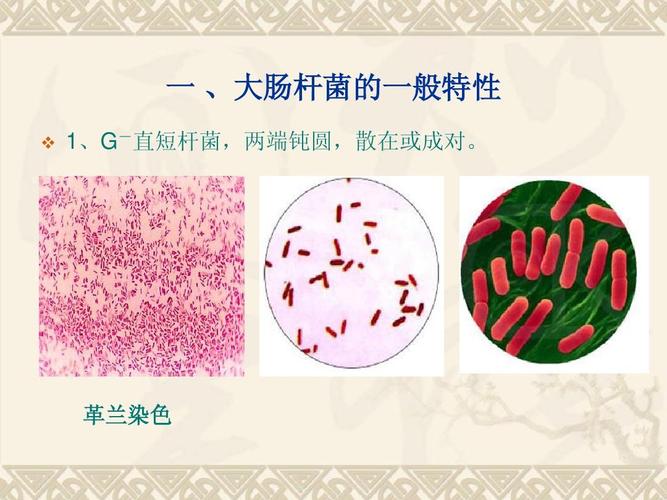 2025年天天彩资料大全和牛肉馅大肠杆菌污染与牛肉馅大肠杆菌污染大吗
